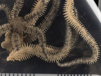 Media type: image;   Invertebrate Zoology OPH-3697 Description: Whole lot container, top down view;  Aspect: container